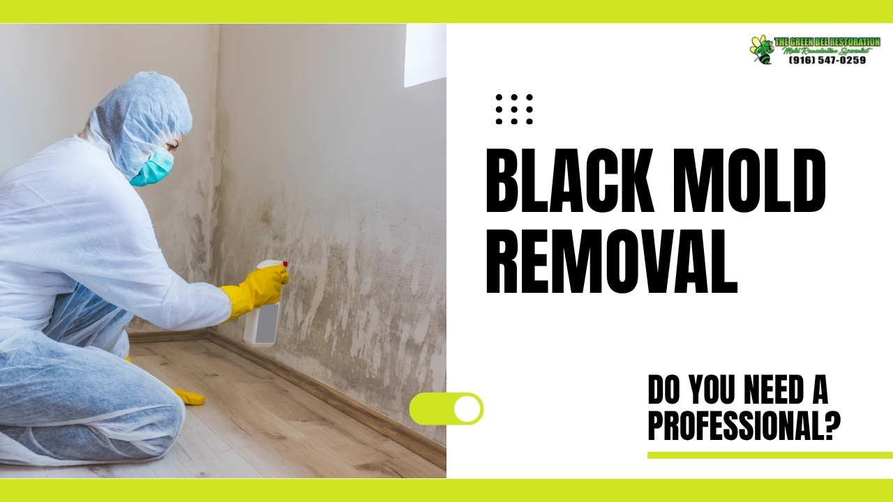 Black Mold Removal: Do You Need a Professional?